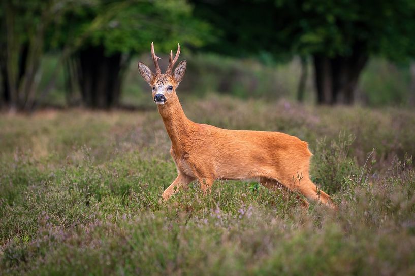 roe buck by Andy van der Steen - Fotografie