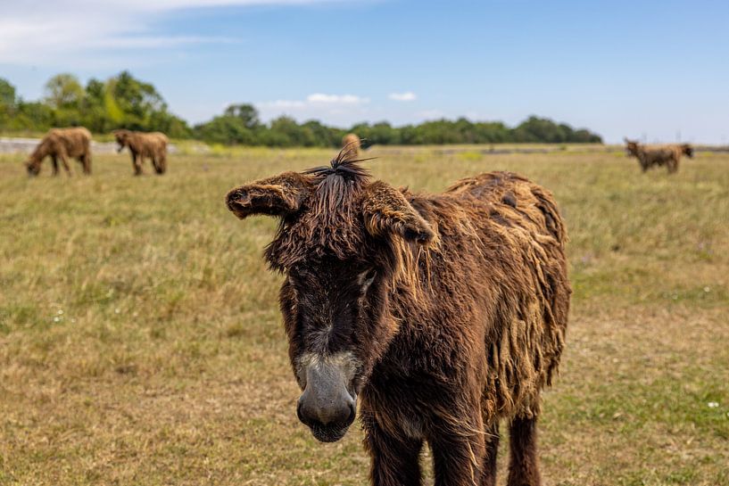 Donkeys on the Île de Ré by Easycopters