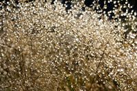 Dauwdruppels explosie