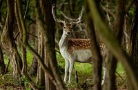 want to deer with wedge