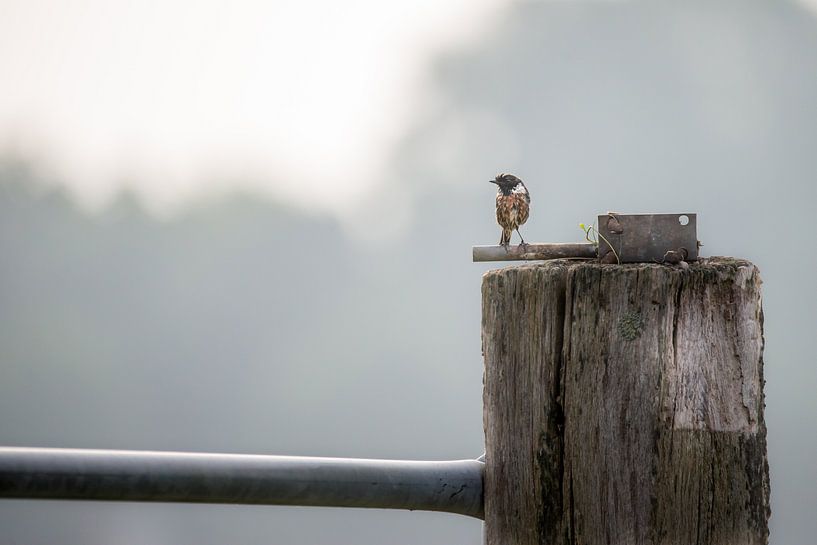 Trempé par Bert Kok