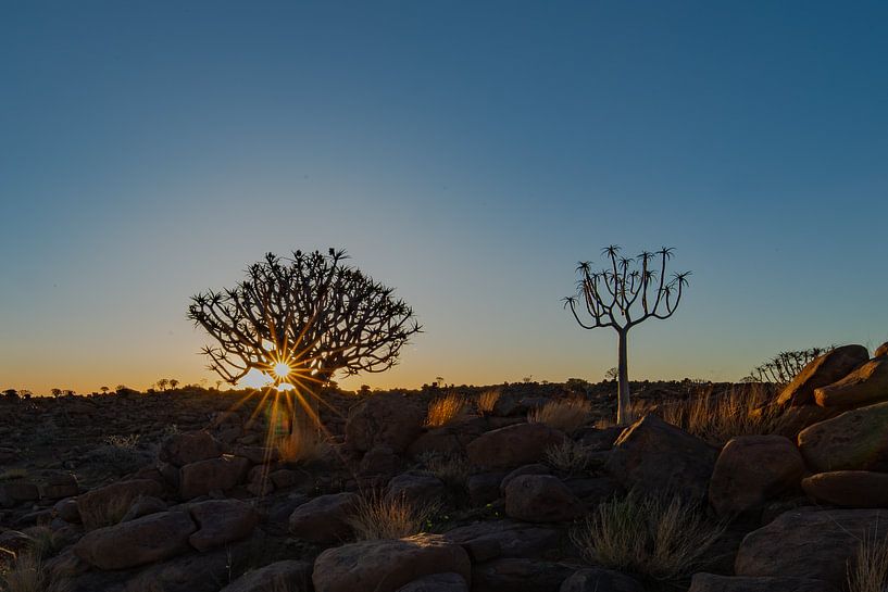 Perdu dans la lumière - Coucher de soleil dans la forêt de carquois, Namibie par Fototante