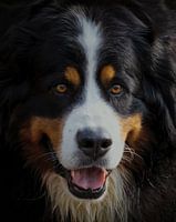 Berner Sennenhund