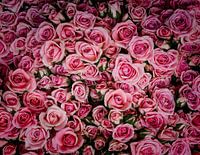 Rosen, Rosen und mehr Rosen