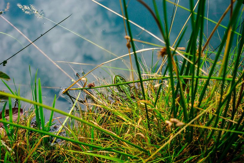 Ein kleiner grüner Frosch von Norbert Sülzner