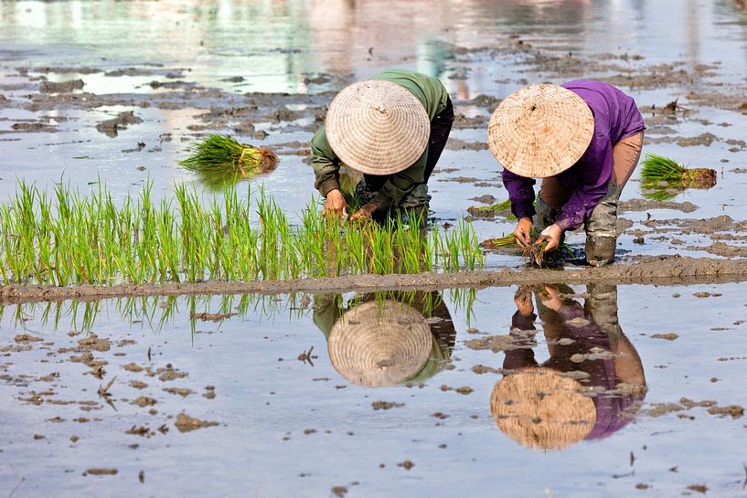 plant rice by Tilo Grellmann