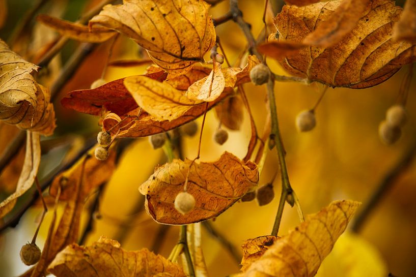 In Autumn by Laura ter Horst