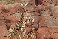 Rothschild giraffe broers