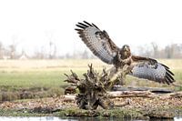 Bussard mit ausgebreiteten Flügeln