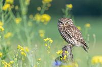 Portrait d'une petite chouette, entre les fleurs