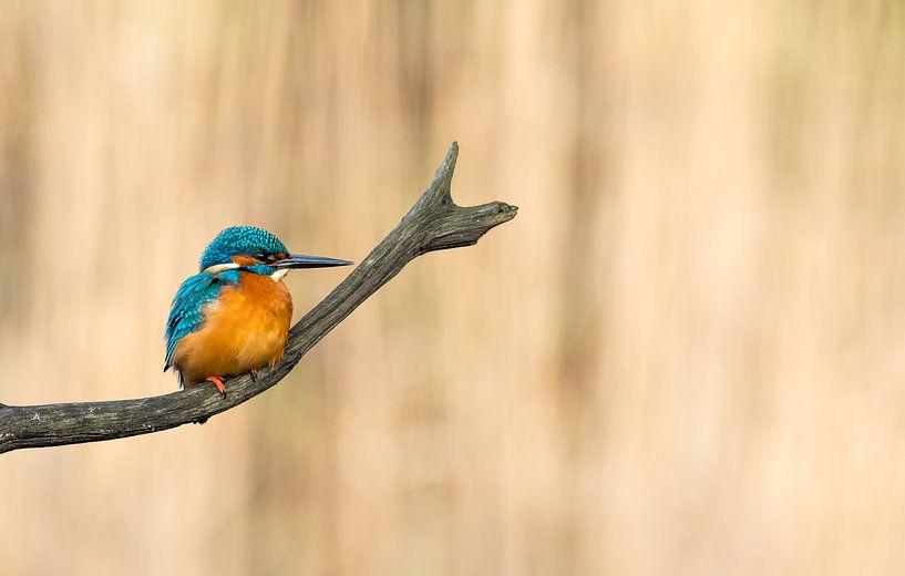 Common Kingfisher! by Robert Kok