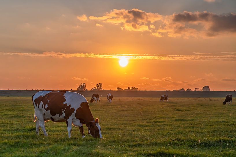 Zonsondergang met koeien / Sunset with cows von Wim Kanis