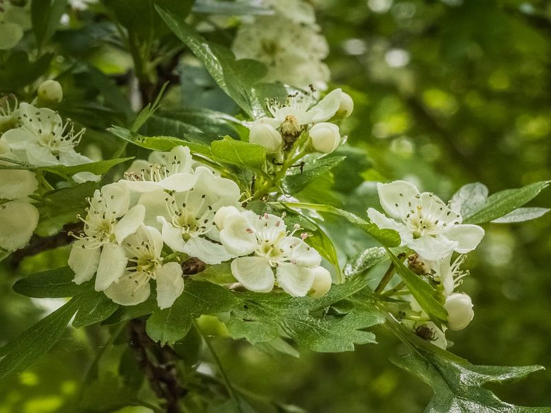 white flowers by Andre Bolhoeve