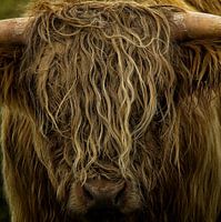 Highlander écossais aux cheveux blonds