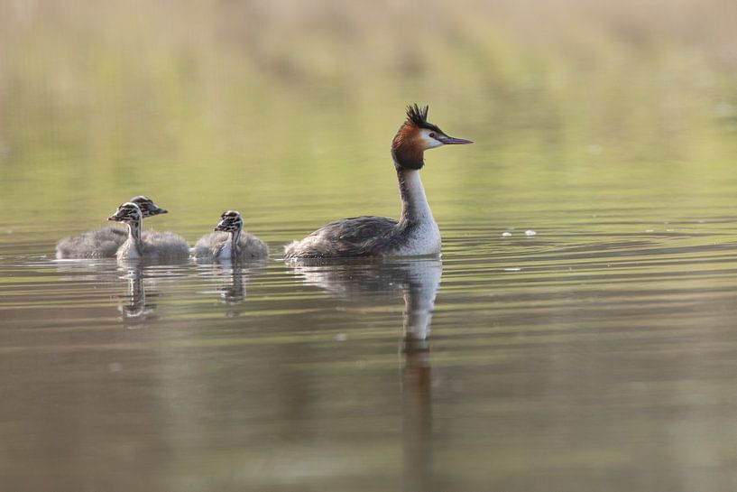 Familie der Haubentaucher von Steffie van der Putten