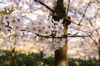 Les Japonais s'épanouissent dans l'Amsterdamse Bos.