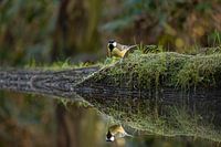 Great Tit mirror image