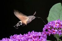 Papillon colibri (Macroglossum stellatarum)