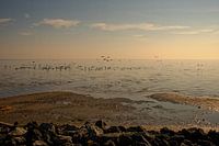 various birds flying over the wadden sea