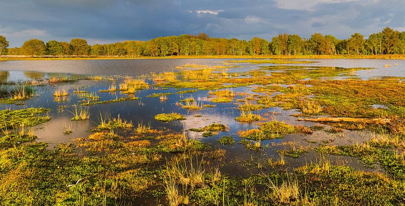 Lumière du soir dans le parc national du Dwingelderveld par Henk Meijer Photography