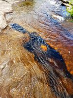 'Menschliches Wesen' mit dem Goldenen Herz'