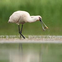 Le dîner délicat de Spooner's - Zevenhuizerplas