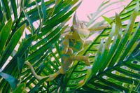 Tree life of the chameleon