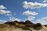 Sanddrift mit blühendem Heidekraut