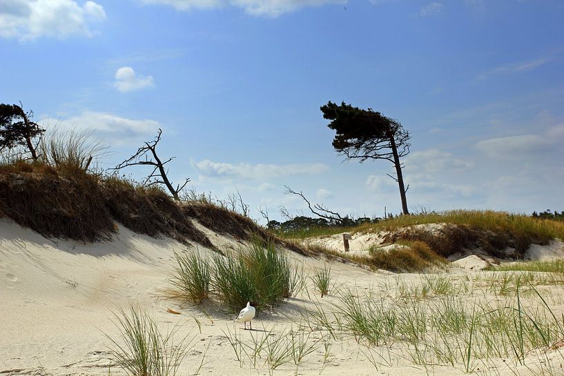Am Weststrand von Ostsee Bilder