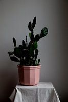 Still life of cactus in pink pot