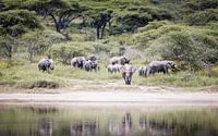 Groupe d'éléphants au bord de l'eau en Tanzanie