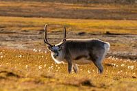 Svalbard rendieren in Arctische herfsttinten