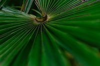 Close-up of a palm leaf