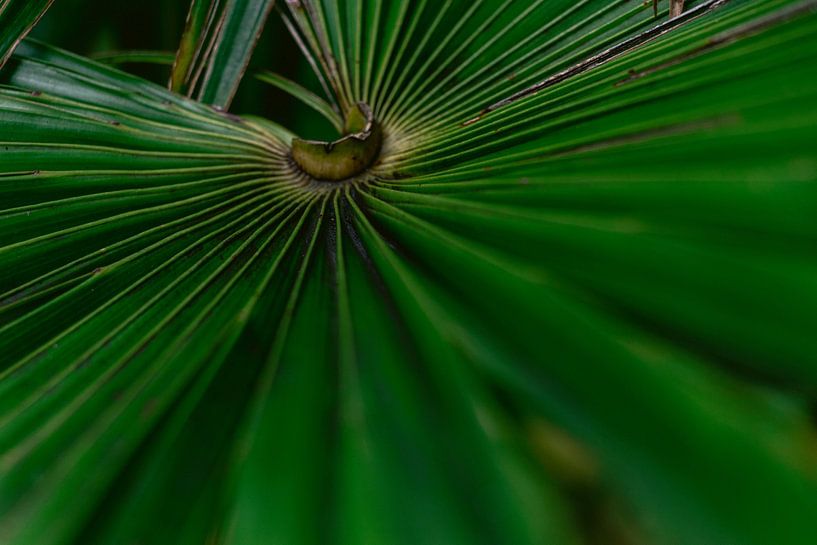 Close-up of a palm leaf by Simone Neeling