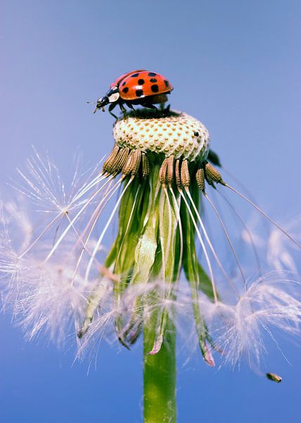 Pissenlit coccinelle par Falko Follert