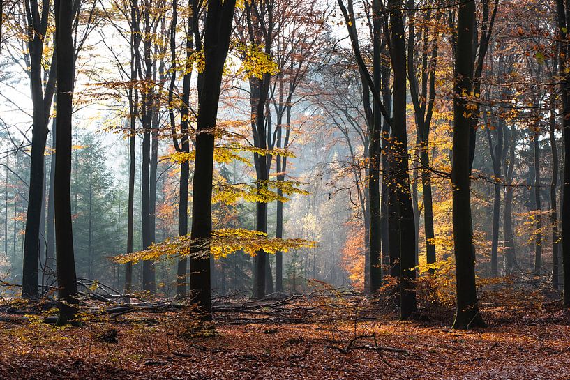 Contrastes par Patrick Verheij