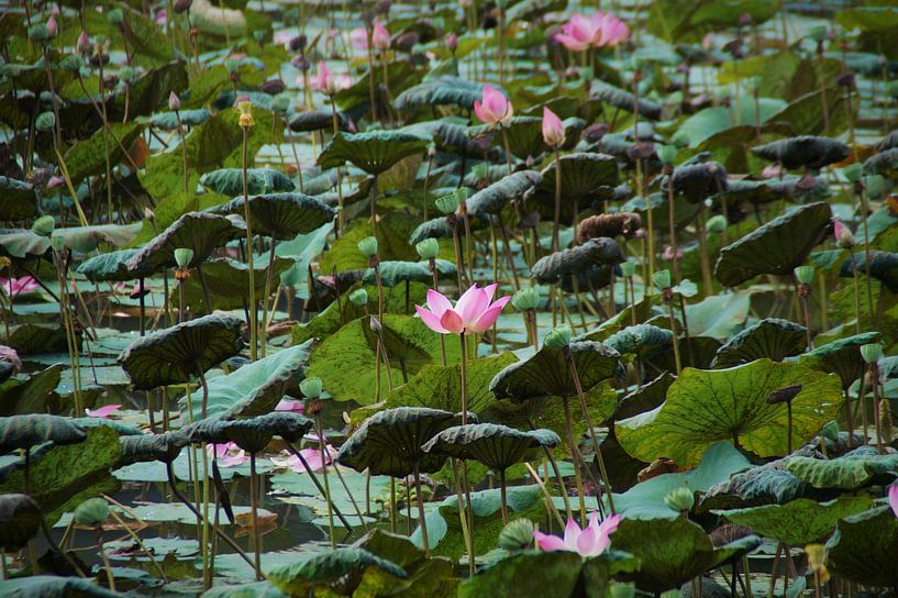 Große Seerosen Bogor Botanical Garden von Maurits Bredius