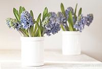 Muscari on vase