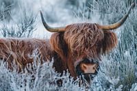 Schottischer Highlander im Schnee | Winter Westerheide