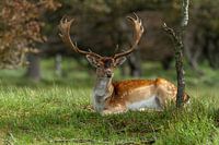 Dam deer lying in nature