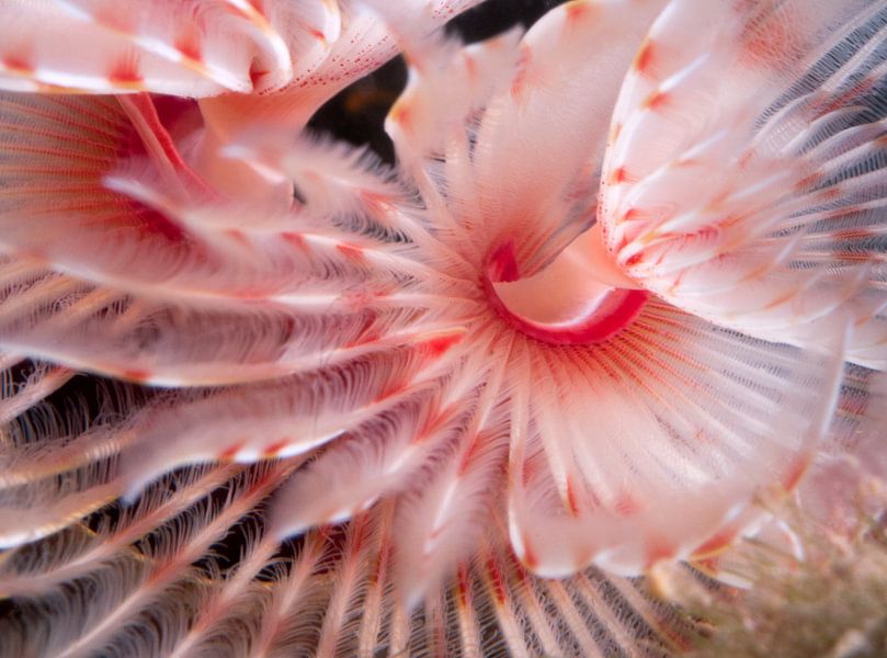 veer ster by Dray van Beeck