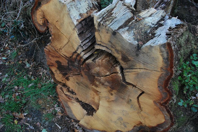 boomstam von John Schouwink