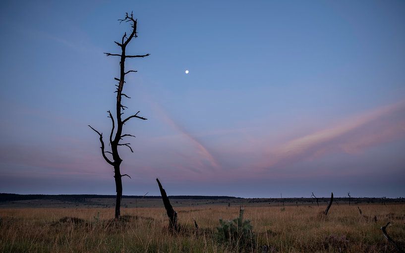 Noir Flohay von Arno Marx