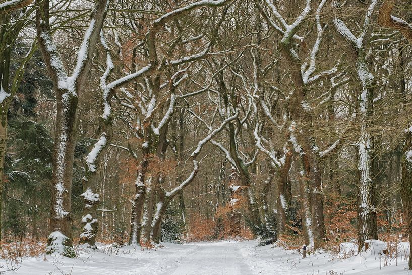 Chemin forestier enneigé par Moetwil en van Dijk - Fotografie