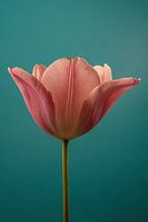 Guten Morgen! Eine Tulpe klappt ihre Blütenblätter auf