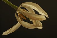 Weiße Tulpe in schwarz