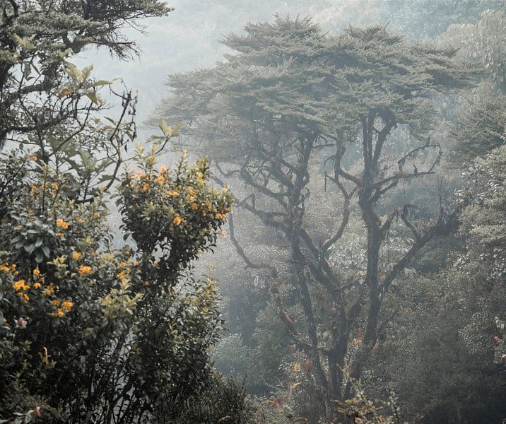 Baum im nebligen Wald mit gelben Blüten im Vordergrund von Femke Ketelaar