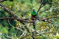 Quetzal in cloud forest Costa Rica