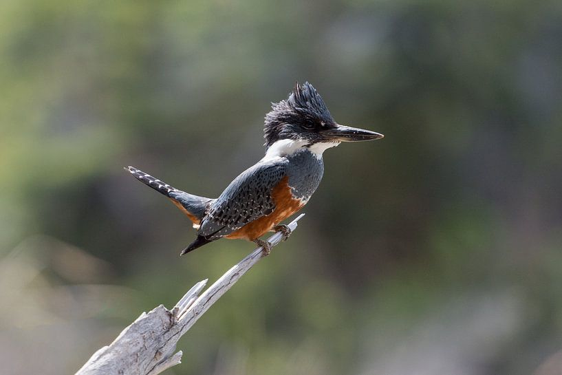 Rieseneisvogel in Patagonien von Ronne Vinkx