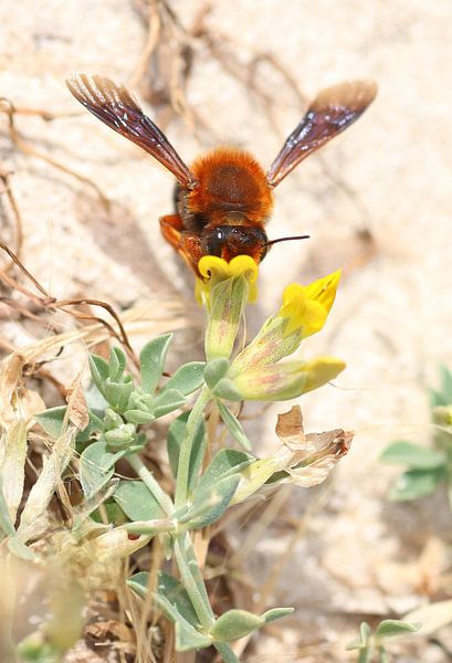 Bunte Biene auf Menorca von Daniëlle Eibrink Jansen